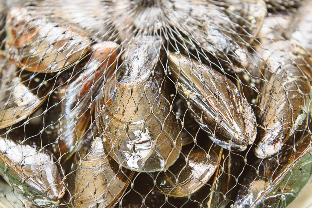 moules-en-filet_0169_3