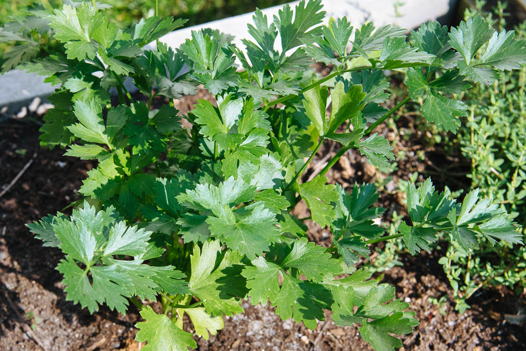 persil-plat_0502