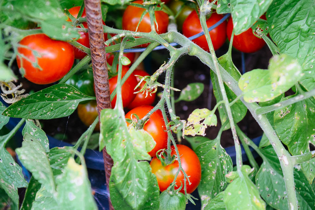 tomates_01611