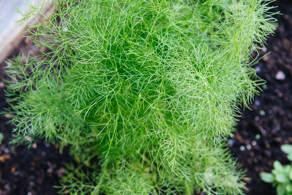fenouil-vert_04984