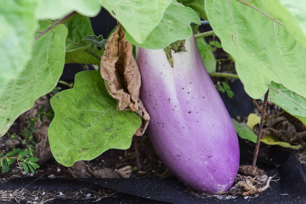 aubergine_0163