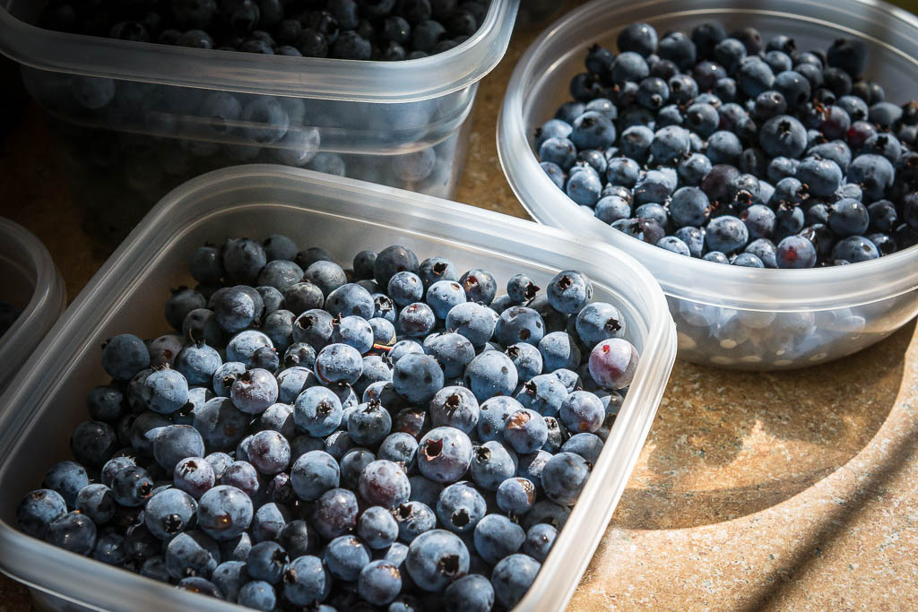 bleuets-congeles_1216