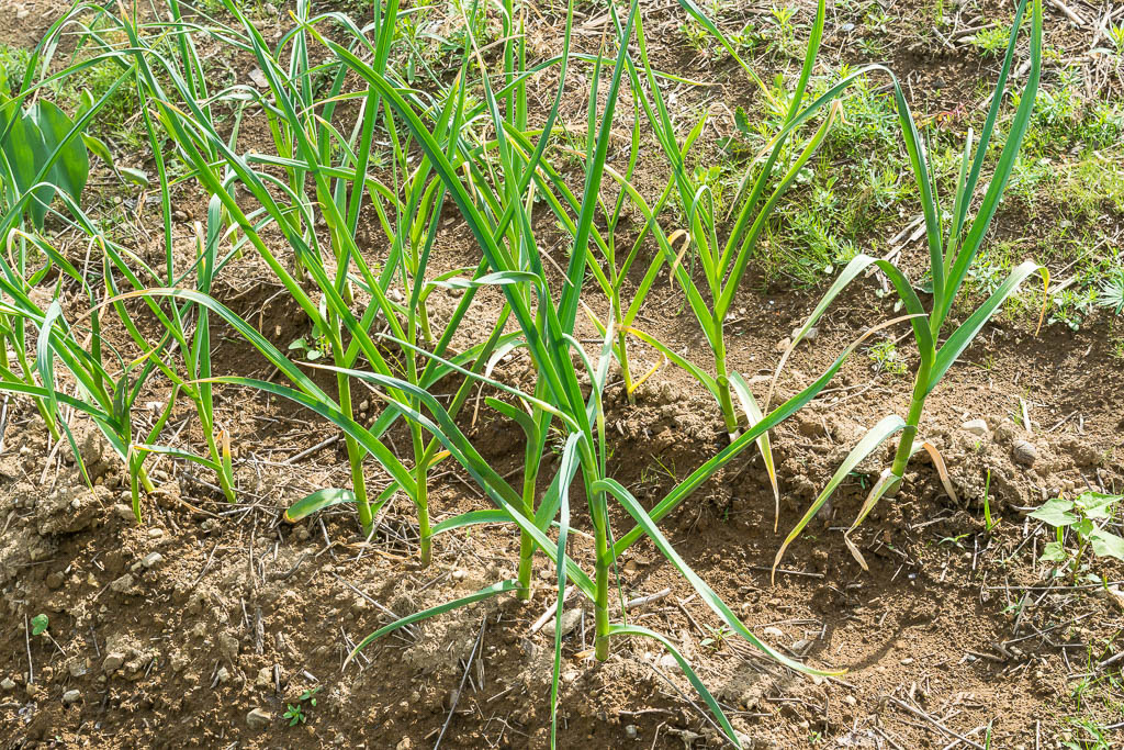 ail-de-jardin_06046