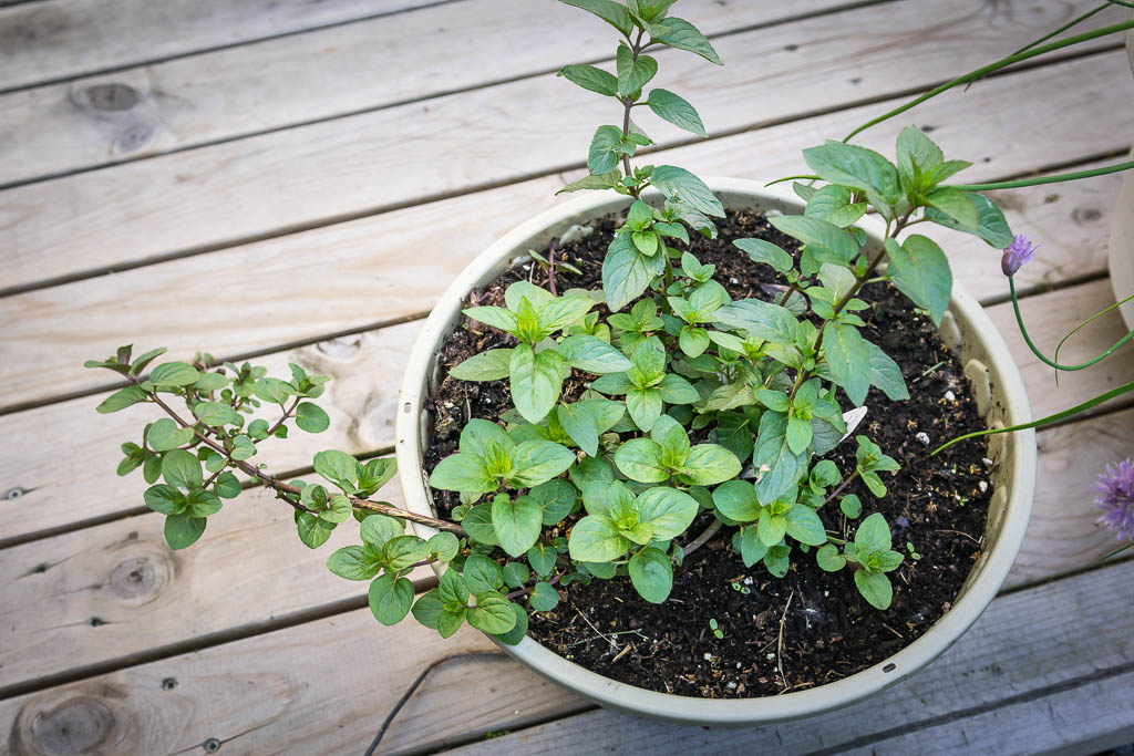 menthe-pouliot_05016