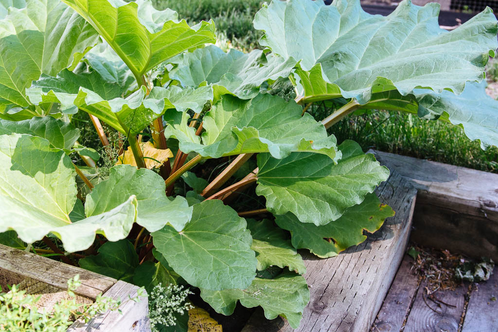 rhubarbe_05064