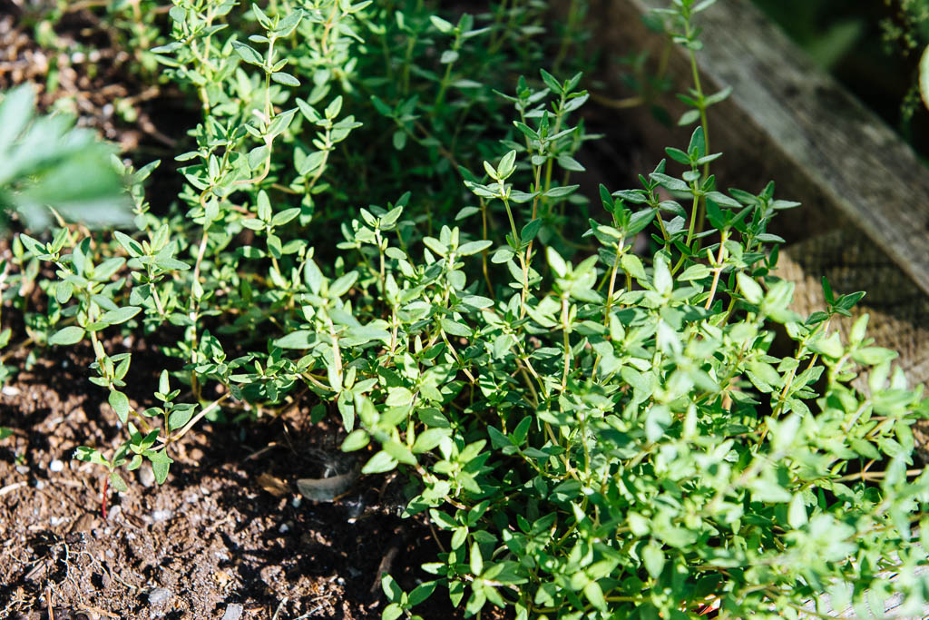 thym-français_05034