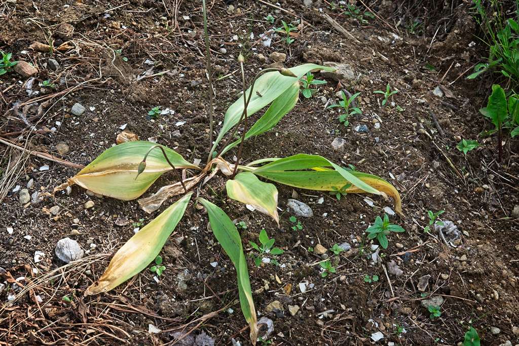 ail-des-bois_0606