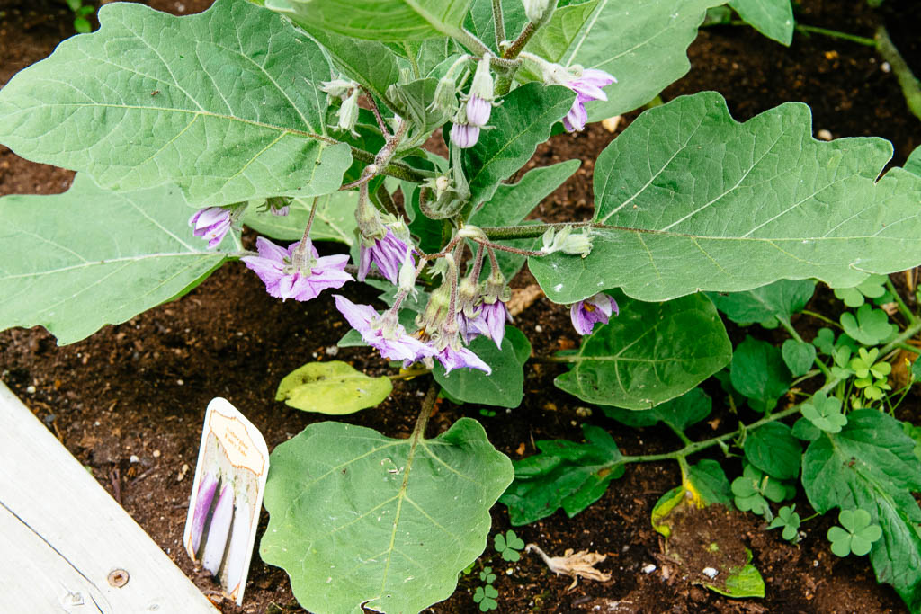 aubergine-2_0660