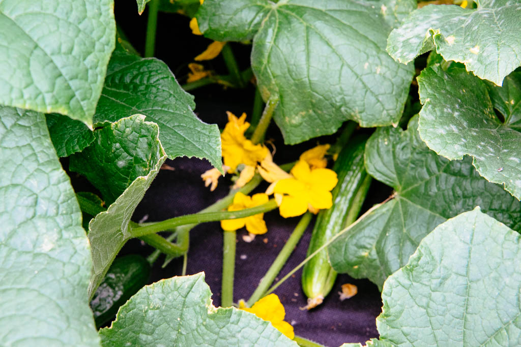 cornichon-1_06614