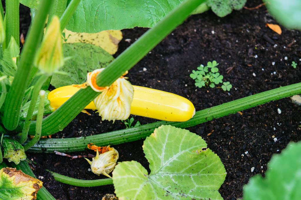 courgette_00911