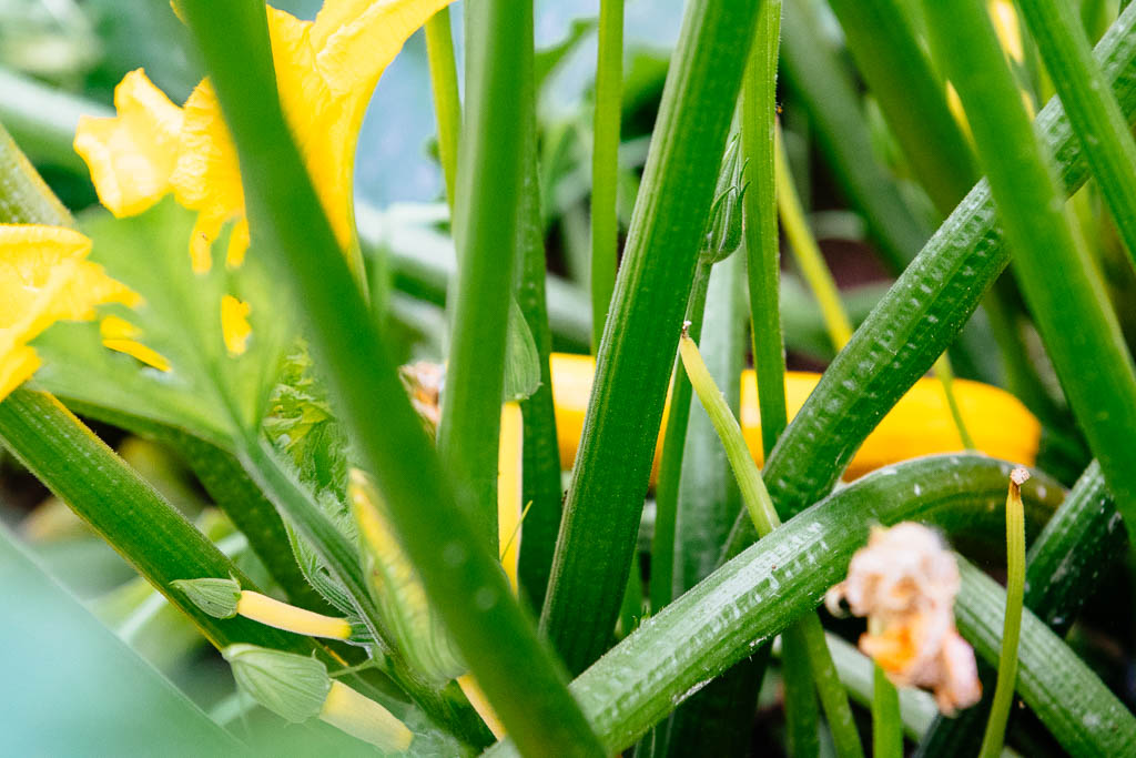 courgettes-2_06584