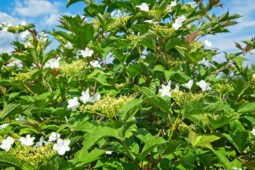 pimbina-fleurs_0597