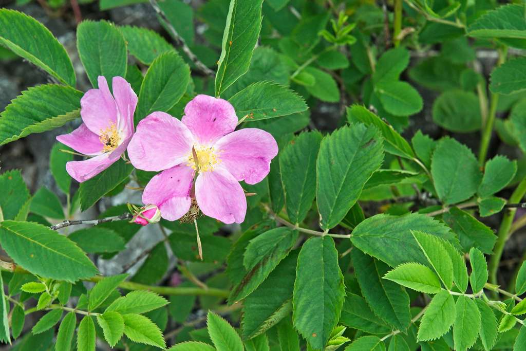 roses-sauvages_0573