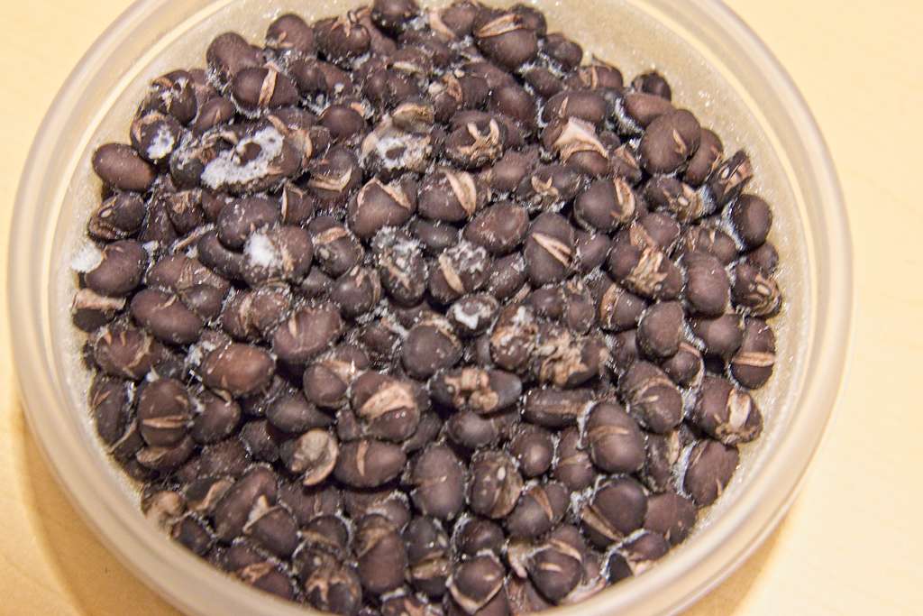 haricots-congeles_1580