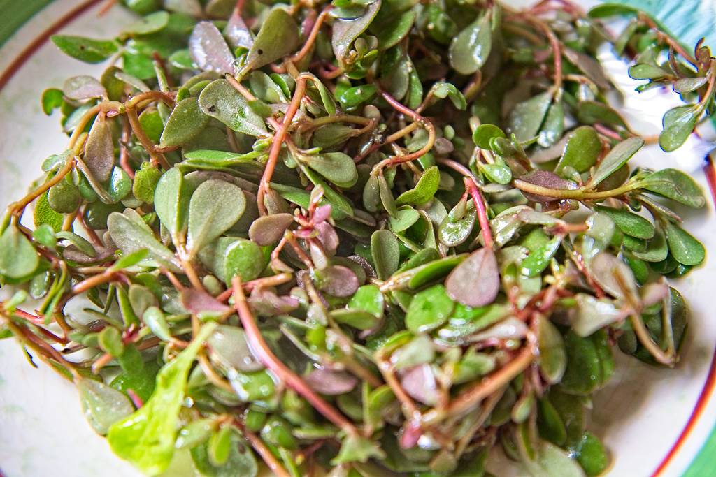 sal-pourp-sauv_3760